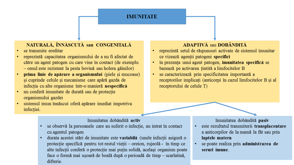 Imunitatea și SARS-Cov-2 - Synevo